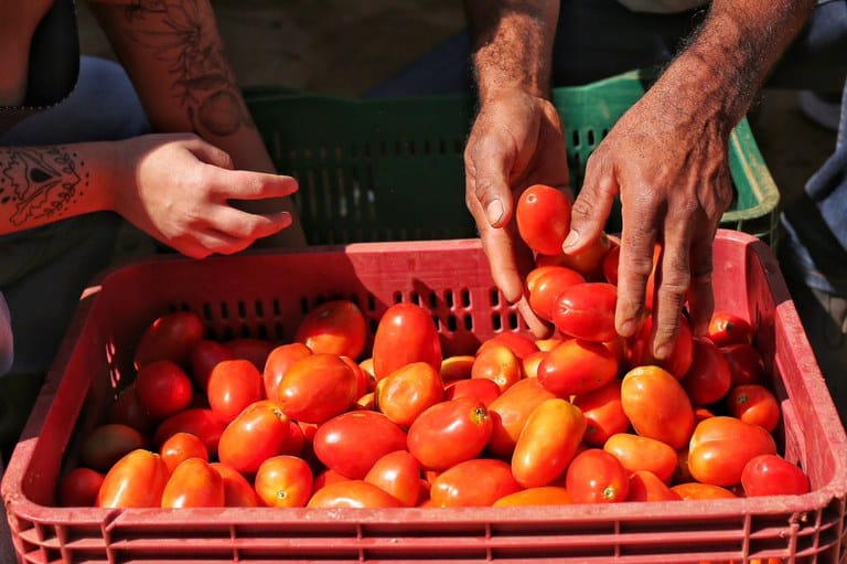 Tomate pressiona inflação e IPCA-15 sobe 0,43% em abril