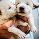 O lobo-terrível, extinto há 10 mil anos, foi reintroduzido pela Colossal Biosciences usando DNA fóssil e edição genética em lobos-cinzentos. Três filhotes nasceram, exibindo características da espécie. O feito pode revolucionar a conservação, apesar de debates éticos, e visa restaurar ecossistemas perdidos.
